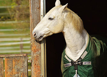 Stable Kits & Grooming Bags/boxes